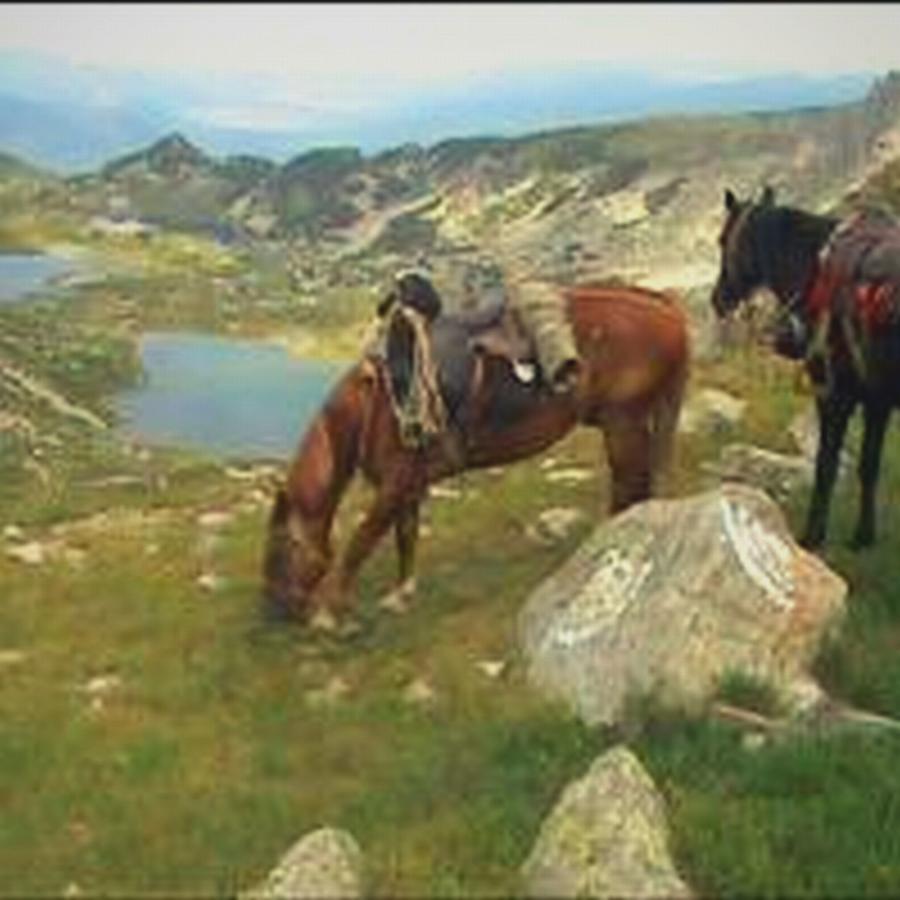 In Flora * Borovets